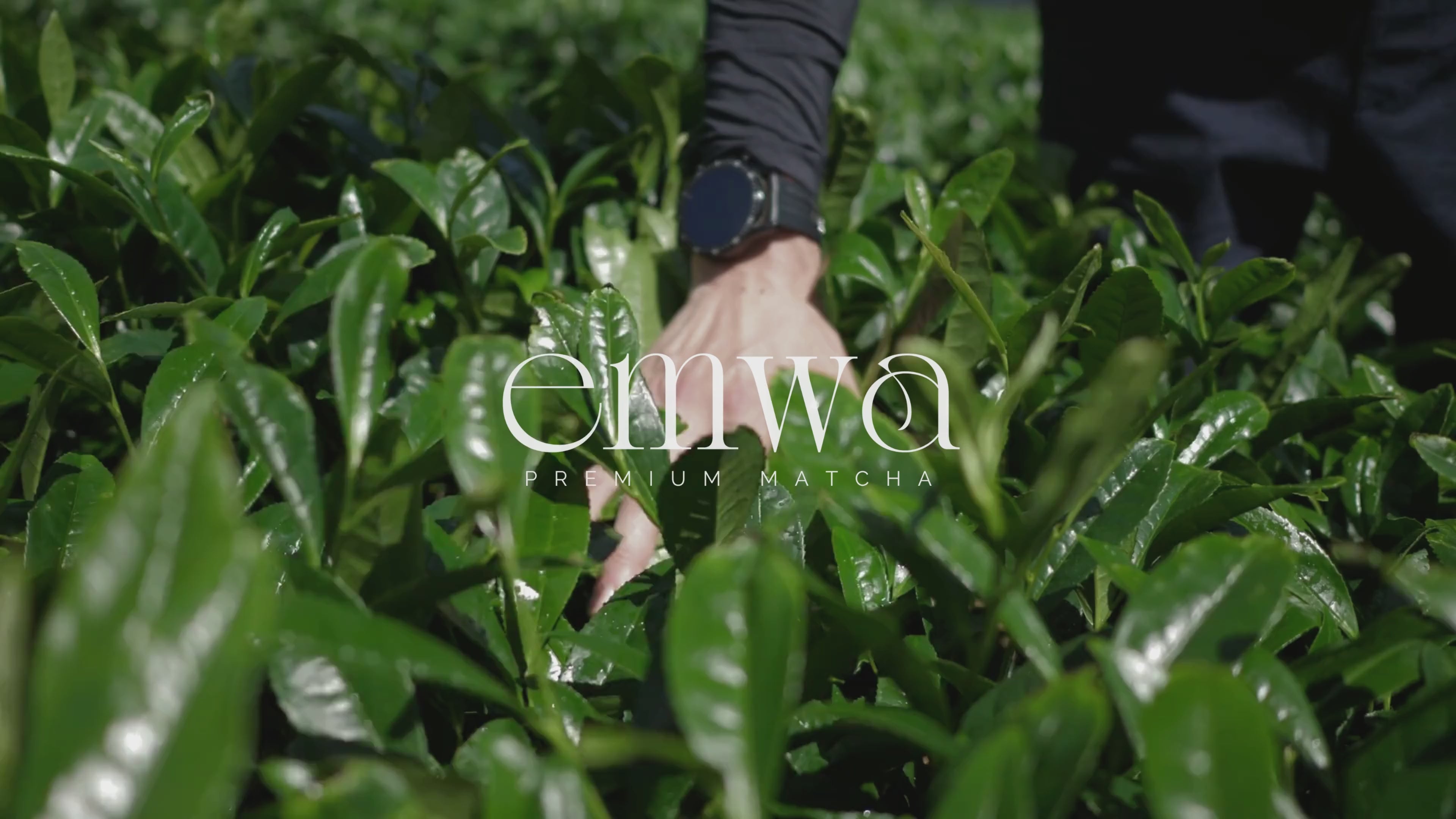 Ladda video: 
